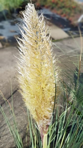 Cortaderia selloana "Evita" ® - (Kleines Pampasgras "Evita" ®),